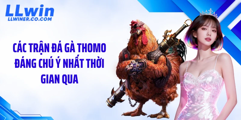 Các trận đá gà thomo đáng chú ý nhất thời gian qua